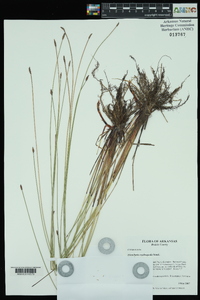 Eleocharis erythropoda image