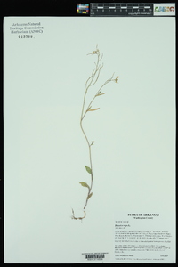 Brassica rapa image