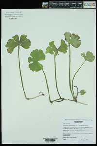 Hydrocotyle ranunculoides image