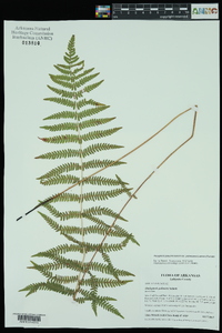 Thelypteris palustris var. pubescens image