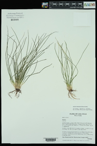 Isoëtes melanopoda image
