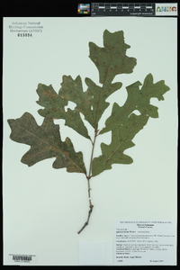 Quercus lyrata image