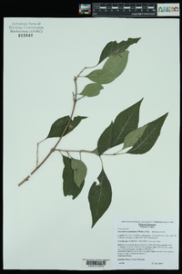 Forestiera acuminata image