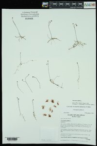 Utricularia gibba image