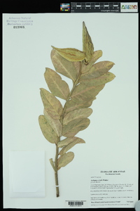 Asclepias viridis image