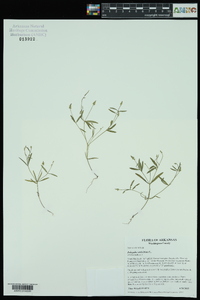 Polygala verticillata image