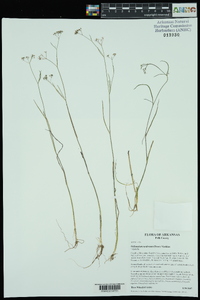 Harperella nodosa image