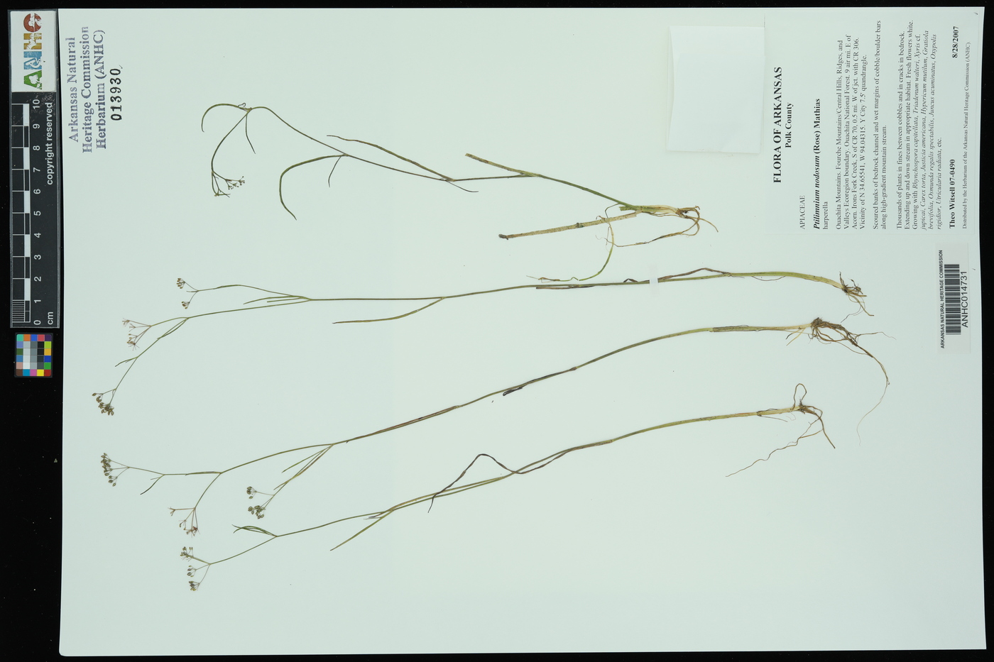 Harperella nodosa image