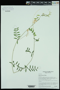 Vicia caroliniana image