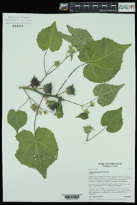 Abutilon theophrasti image