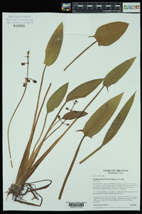 Sagittaria platyphylla image