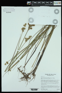 Juncus brachycarpus image