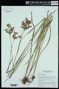 Juncus biflorus image