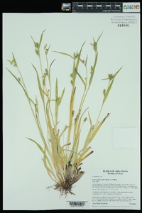 Carex glaucodea image