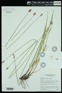 Carex festucacea image