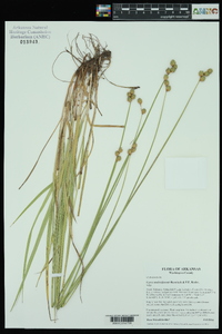 Carex molestiformis image