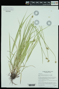 Carex molestiformis image