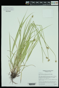 Carex molestiformis image