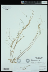 Muhlenbergia schreberi image