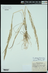 Eragrostis japonica image