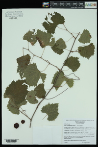 Vitis rotundifolia image