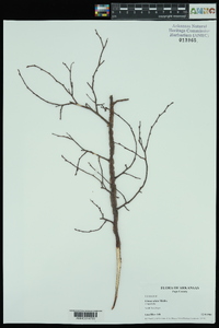 Ulmus alata image