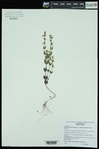 Scutellaria parvula image