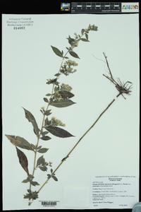 Symphyotrichum ontarionis var. ontarionis image