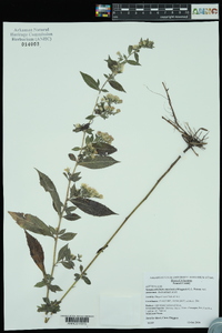 Symphyotrichum ontarionis image