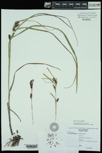 Carex aureolensis image