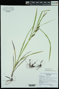 Carex aureolensis image