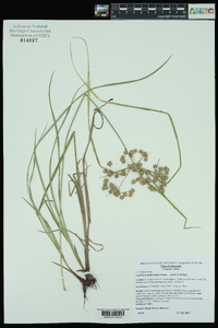 Cyperus pseudovegetus image