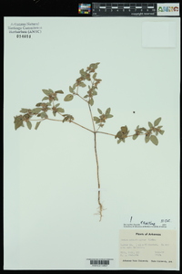 Croton monanthogynus image