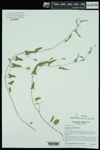 Convolvulus equitans image