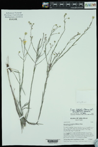 Pityopsis graminifolia image