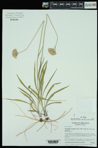 Marshallia caespitosa var. caespitosa image