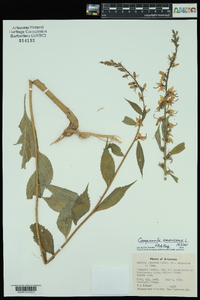 Campanulastrum americanum image