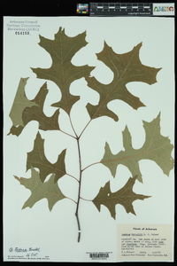 Quercus texana image