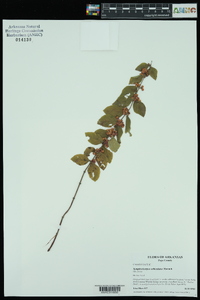 Symphoricarpos orbiculatus image