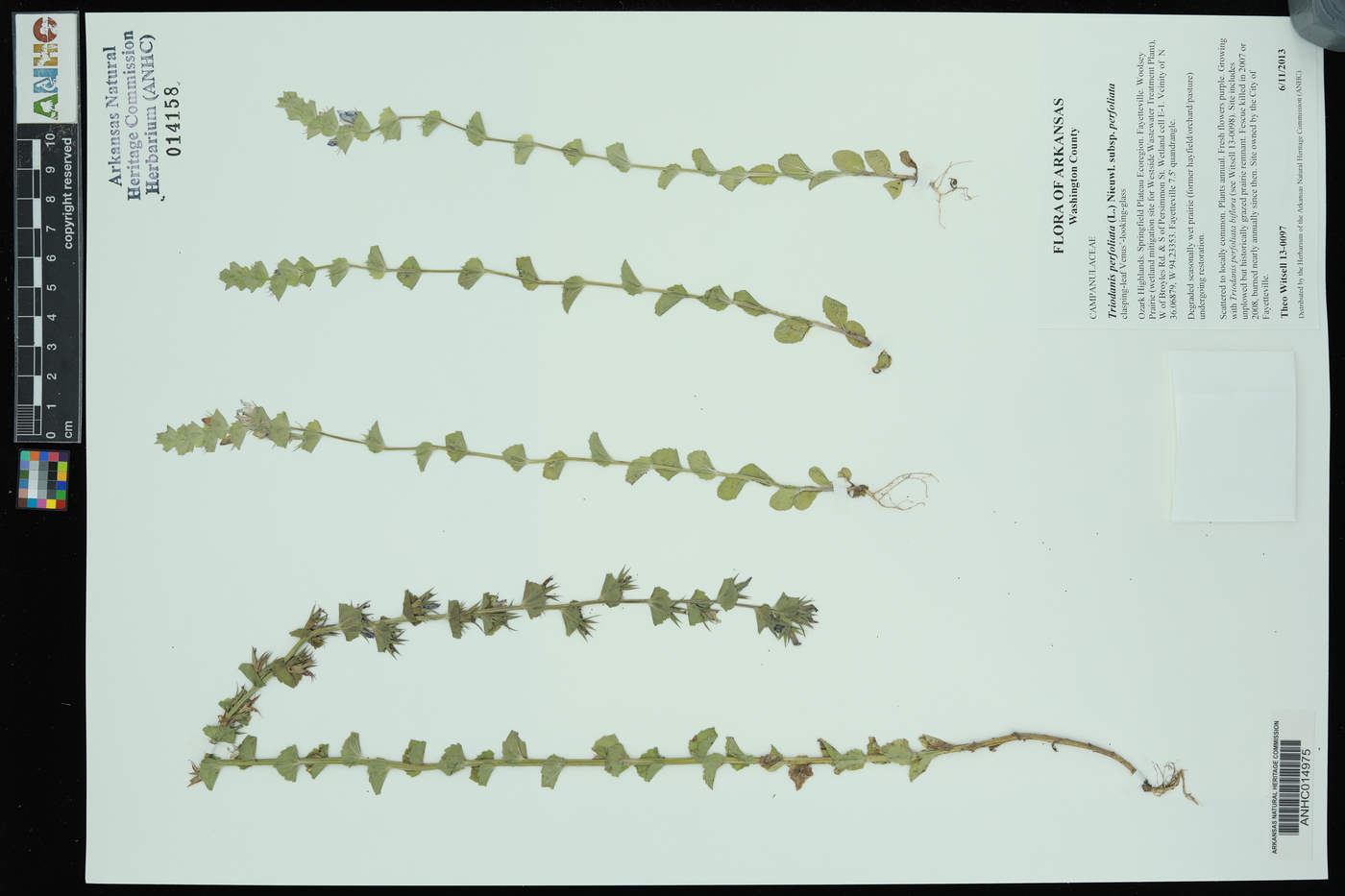 Triodanis perfoliata subsp. perfoliata image