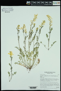 Corydalis crystallina image