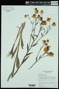 Helenium flexuosum image