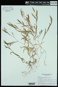 Microstegium vimineum image