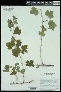 Ribes missouriense image