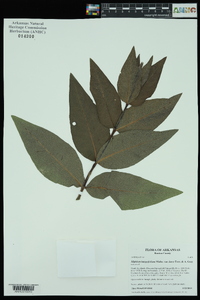 Silphium integrifolium var. laeve image