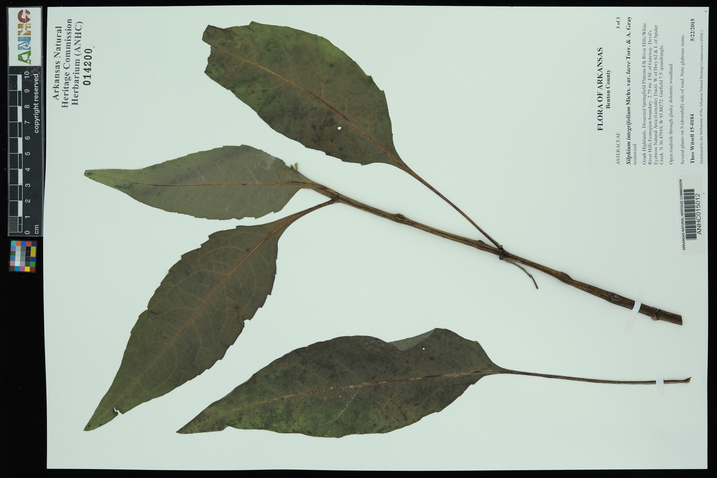 Silphium integrifolium var. laeve image