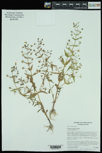 Gratiola neglecta image