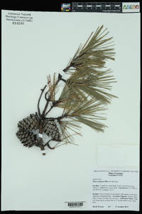 Pinus echinata image