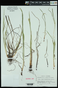 Carex latebracteata image