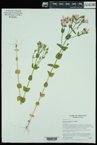 Sabatia angularis image